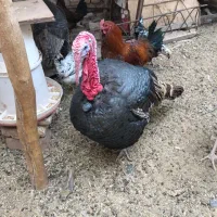 خروس محلی /برهما/بوقلمون|حیوانات مزرعه|رفسنجان, |دیوار