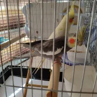 عروس هلندی|پرنده|قروه, |دیوار