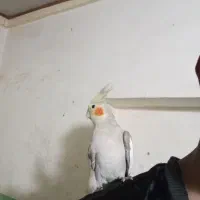 فروش ومعاوض|پرنده|بندرعباس, |دیوار