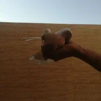 کبوتر|پرنده|اصفهان, کوجان|دیوار