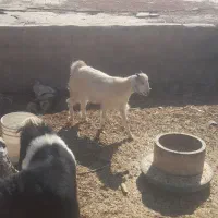 کره پاکستانی|حیوانات مزرعه|سیرجان, |دیوار