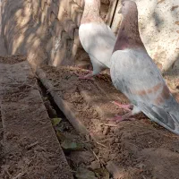 کفتر هفت رنگ