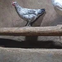 مرغ گلین طوسی و مشکی