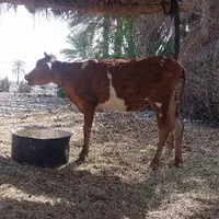 گاو حامله با گوساله|حیوانات مزرعه|بندرعباس, |دیوار