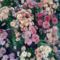 باغبانی،باغچه،گلکاری