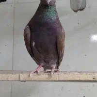 ۲۰ تا کفتر عالی توضیحات