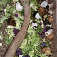 خوکچه هندی مو بلند . فشن . مو صاف