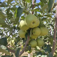 هرس درختان میوه پذیرفته میشود صددرصد تضمینی|خدمات باغبانی و درختکاری|مشهد, درزآب|دیوار