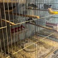 فنچ بنگالی پرستار و گلدین|پرنده|گلستان (تهران), |دیوار