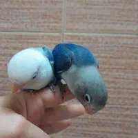 کوتوله بزیلی یووینگ|پرنده|قم, یزدانشهر|دیوار