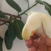 جوجه عروس هلندی|پرنده|دهگلان, |دیوار