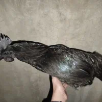 تخم نطفه دار ایام سمانی
