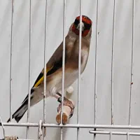 سهره نر داغسر جوجه قفس