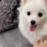 فروش سگ پامر