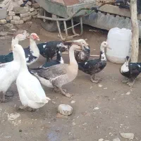 اردک اسرائیلی و غوغاز ماده|حیوانات مزرعه|گرگان, |دیوار