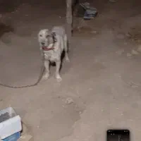 سگ گوسفندی دهن پاک