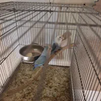 برزیلی|پرنده|تهران, امام زاده عبدالله|دیوار