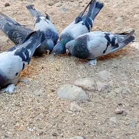 کبوتر پر|پرنده|فارسان, |دیوار