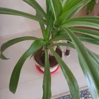 گل سوسن انکبوتی|گل و گیاه طبیعی|اقلید, |دیوار