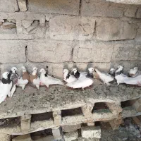 دسته کبوتر|پرنده|شیراز, شهرک مهدی‌آباد|دیوار