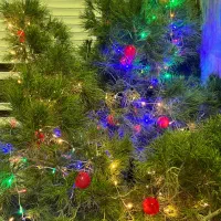 درخت کریسمس طبیعی|صنایع دستی و سایر لوازم تزئینی|تهران, زعفرانیه|دیوار