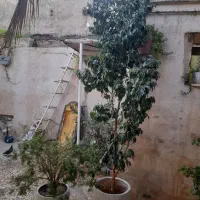 گل و گلدان|گل و گیاه طبیعی|طسوج, |دیوار