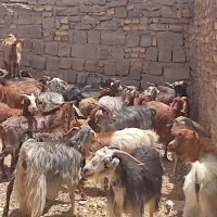 فروش بز کره محلی