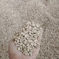 فروش لوبیا|عمدهفروشی|معمولان, |دیوار