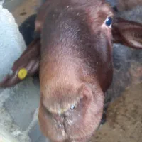 بره نر ۵ ماهه پرواری