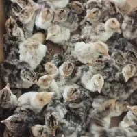 جوجه بوقلمون برنز انگلیس یک روزه