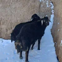 قوچ و بره قوچ قره چال