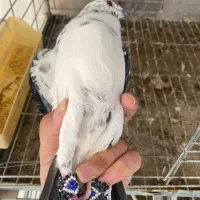 کفتر کشکی|پرنده|یزد, |دیوار