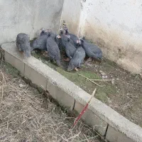 مرغ شاخدار ( سیساک )|حیوانات مزرعه|آمل, |دیوار