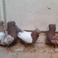 تعدادی کبوتر|پرنده|بهبهان, |دیوار