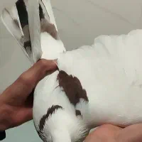 کبوتر پرشی معاوضه با مرغ‌ و خروس لاری