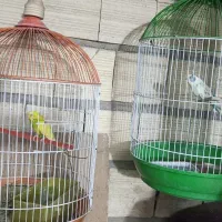 معاوضه مرغ عشق ها