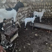 دو بز ویک کهره نر|حیوانات مزرعه|مهران (هرمزگان), |دیوار