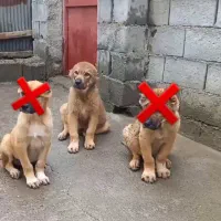 سرابی توله اصیل ۲تا مونده فروش و معاوضه ف و ر ی|سگ|آمل, |دیوار