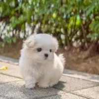 سگ مالتیز اصل مینیاتوری