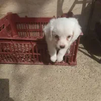 توله ۲ماهه ومادر