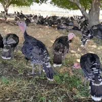 ۱۸۰ عدد بوقلمون برنز ماده|حیوانات مزرعه|الشتر, |دیوار