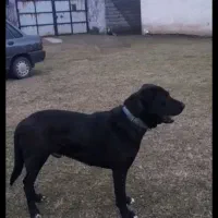 سگ نر نگهبان