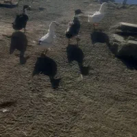 3تا اردک باهم