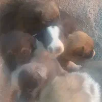 توله سگ سرو کله دار|سگ|بیرجند, |دیوار