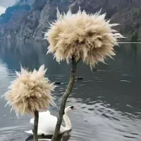 گل تزئینی شیک|گل مصنوعی|لاهیجان, رجایی|دیوار