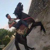 اسب نر فوری