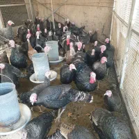 فروش بوقلمون محلی|حیوانات مزرعه|ورامین, خورین|دیوار