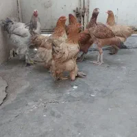 مرغ و خروس برهما و لاری  یکساله|حیوانات مزرعه|پاکدشت, خاتون آباد|دیوار