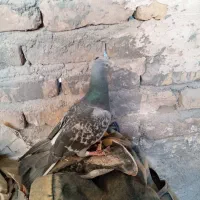 کفتر|پرنده|تربتحیدریه, طالقانی|دیوار