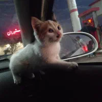 یه عددگربه خونگی|گربه|زرند, |دیوار